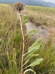 Wyethia helianthoides