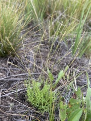 Muhlenbergia filiformis