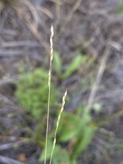 Muhlenbergia filiformis