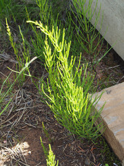Equisetum palustre