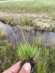 Muhlenbergia filiformis