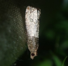 Gypsonoma aceriana