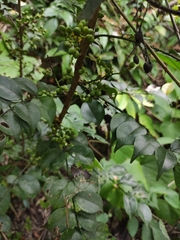 Zanthoxylum scandens