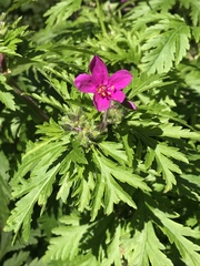 Geranium reuteri