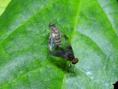 Chrysopilus quadratus