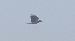 Corvus cornix