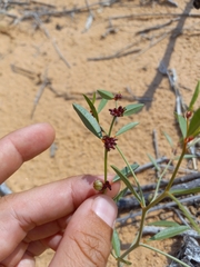 Phyllanthus warnockii