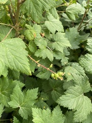 Ribes hudsonianum