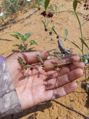 Phyllanthus warnockii