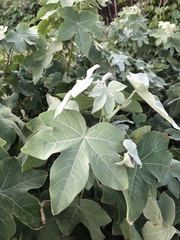 Gossypium tomentosum