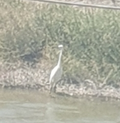 Egretta garzetta
