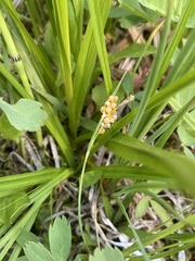 Carex aurea