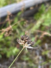 Juncus longistylis