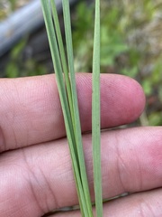Juncus longistylis