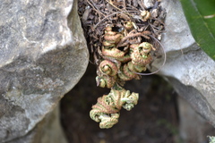 Selaginella novoleonensis