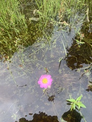 Sabatia kennedyana