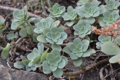 Sedum palmeri