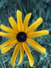Rudbeckia hirta