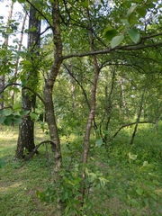 Betula gmelinii