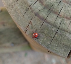 Brontocoris nigrolimbatus