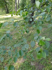 Betula gmelinii