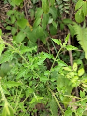 Siphonostegia laeta