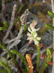 Exobasidium cassiopes