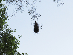 Cassiculus melanicterus