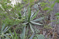 Agave univittata