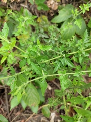 Siphonostegia laeta