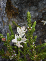 Exobasidium cassiopes