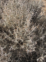 Tetradymia stenolepis