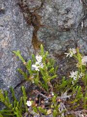 Exobasidium cassiopes