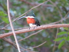 Chloroceryle americana