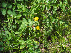 Potentilla drummondii