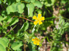 Potentilla drummondii