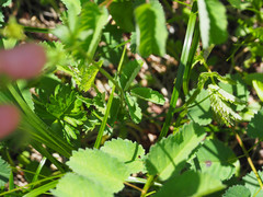Potentilla drummondii