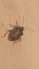 Halyomorpha halys
