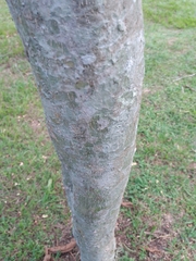 Blepharidium guatemalense