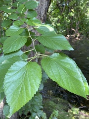 Betula nigra