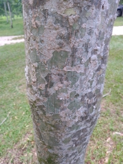 Blepharidium guatemalense