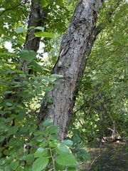 Betula nigra