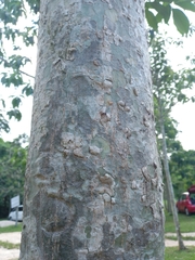 Blepharidium guatemalense