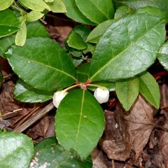 Gaultheria procumbens image
