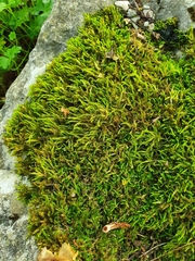 Cirriphyllum crassinervium