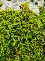 Cirriphyllum crassinervium