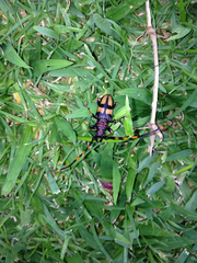 Dendrobias mandibularis