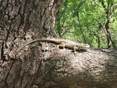 Sceloporus olivaceus
