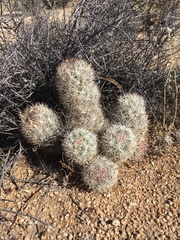 Escobaria alversonii