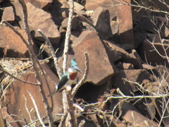 Chloroceryle amazona